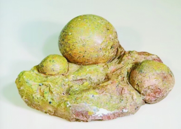 贵州晴隆茶籽化石