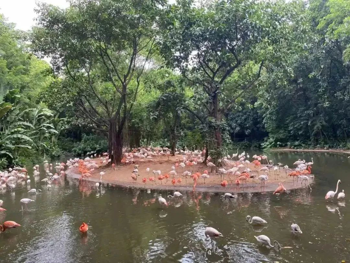 图/长隆动物园