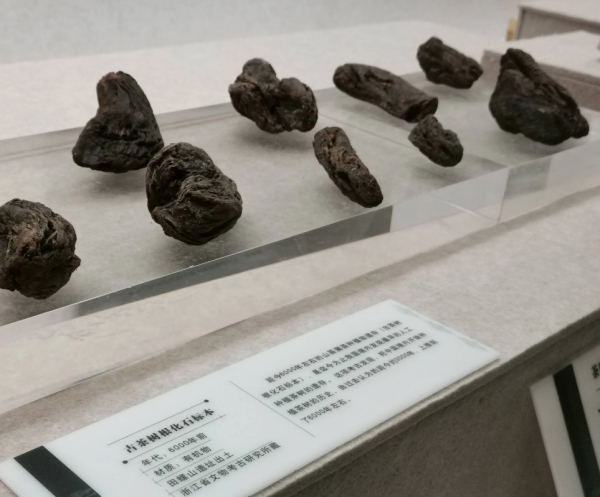 古茶树根化石标本，浙江余姚田螺山遗址出土