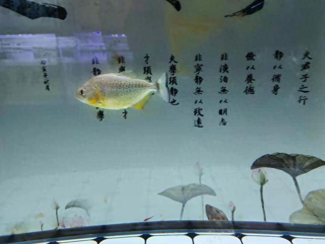 如果这两个难题不化解，初学者穗序是不是也养不太好食用鱼(图3)