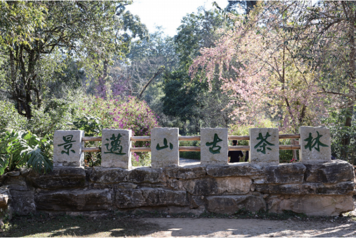 景迈山古茶林入口