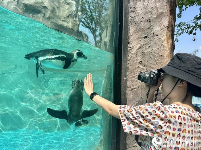 武漢動物園測試場迎萬名遊客|人民網|武漢動物園|遊客_新浪新聞