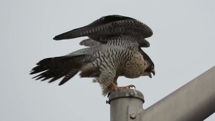 除了以上介绍的内容,游隼还有其他有趣的特征.
