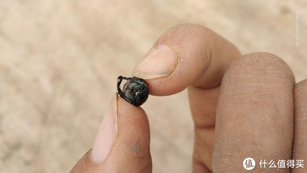 暑假是孩子观察昆虫的最佳时期这份指南家长一定要收藏