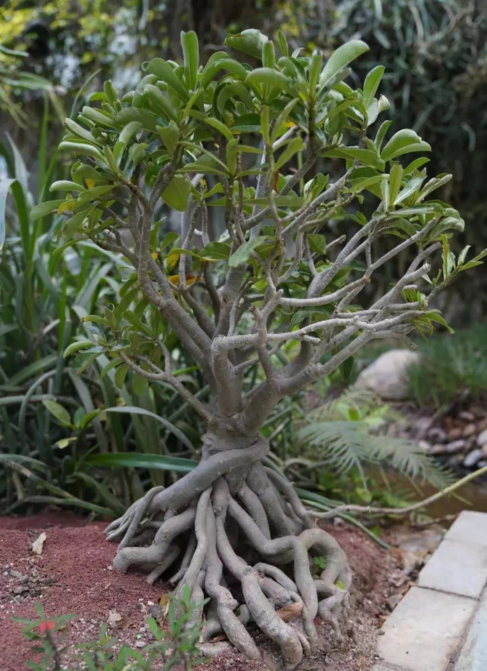 造景,又加入以贝信麒麟,仙女之舞,非洲霸王树等为代表的大型多肉植物