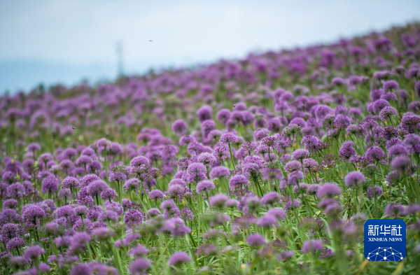 韭菜坪景区内的野生韭菜花盛开。新华社记者 陶亮 摄