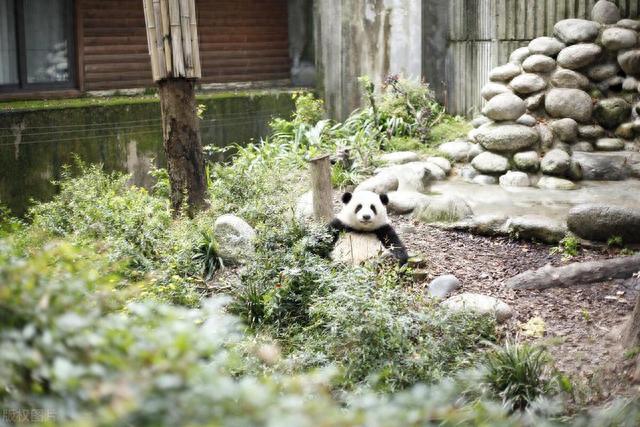 成都动物园园区图片