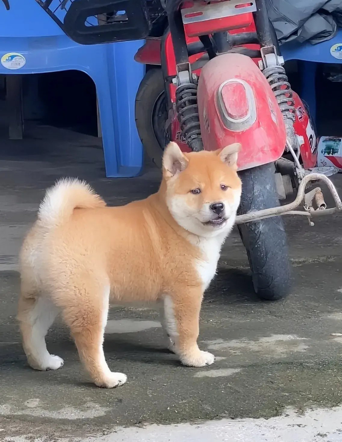 纯种的中华田园犬,这品相和体型都很正, 威武霸气