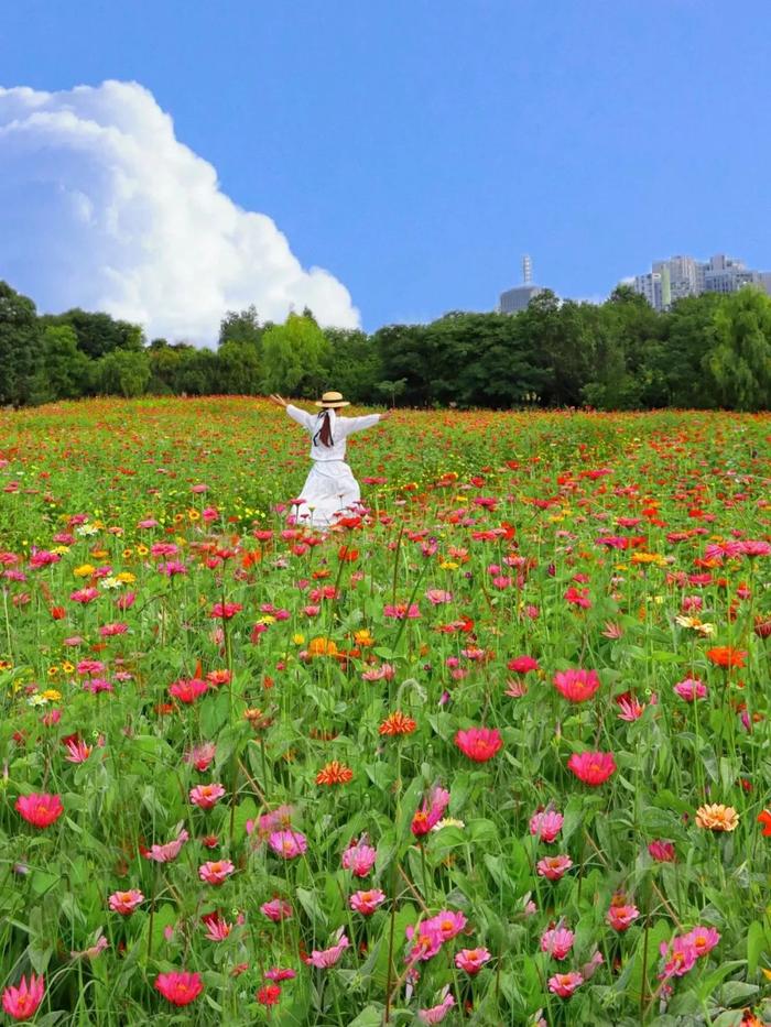 昆明花海景点图片图片