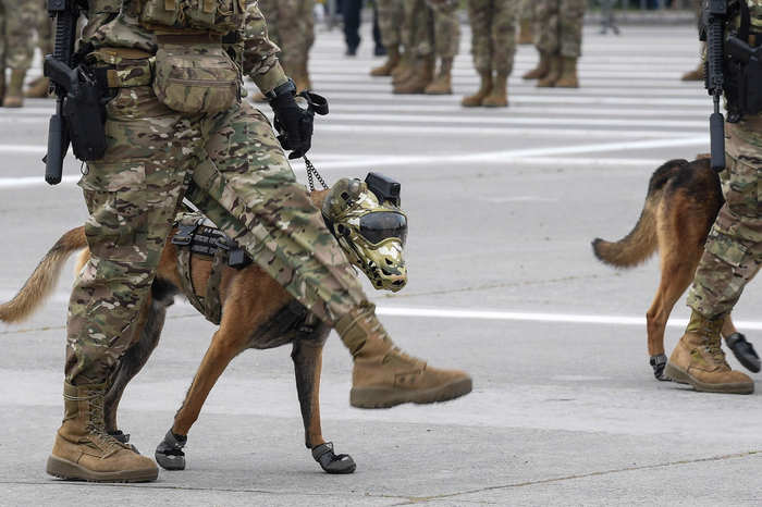 智利举行陆军节阅兵式|智利|陆军|豪尔赫_新浪新闻
