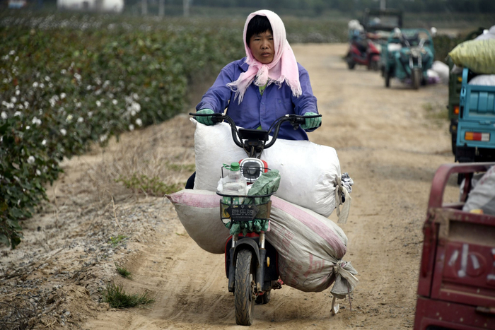 山东无棣:盐碱地棉花开启采收模式|山东省|棉花|王镇_新浪新闻