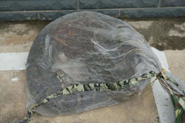 吓人鸡叫狗叫云南一村民走进鸭圈发现一条蟒蛇