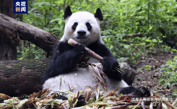 大熊猫“成功”。图源：央视新闻