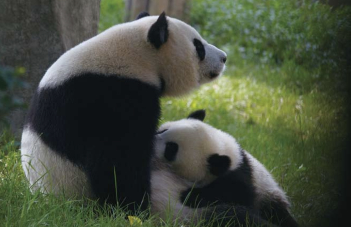 图源：《大熊猫之路》