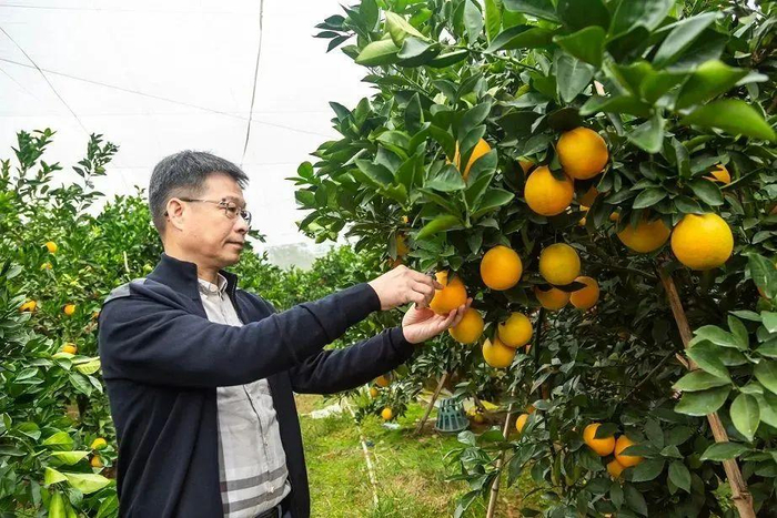 黄俊辉弃医入农门矢志扶贫路