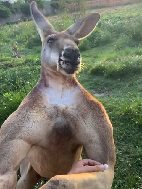 以防你们没见过袋鼠秀肌肉太顶了卧槽