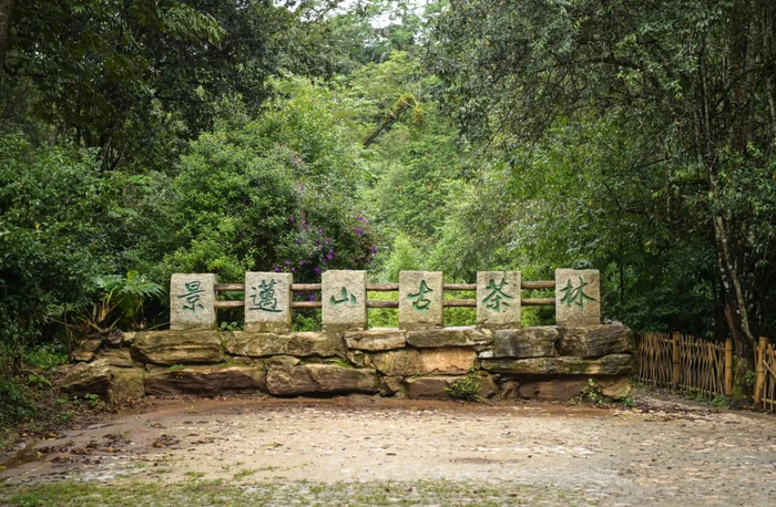 景迈山古茶林 新华社记者 李贺 摄