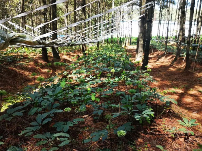林下种植有机三七 云南省林业和草原局 供图