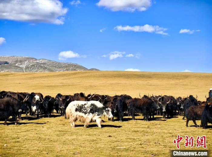 青海玉树:初秋草原 牧歌悠长|青海省|玉树藏族自治州|草原_新浪新闻