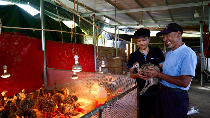 　　图为吴锦彪（左）给合作社成员介绍鸵鸟养殖知识。新华社记者胡晨欢 摄