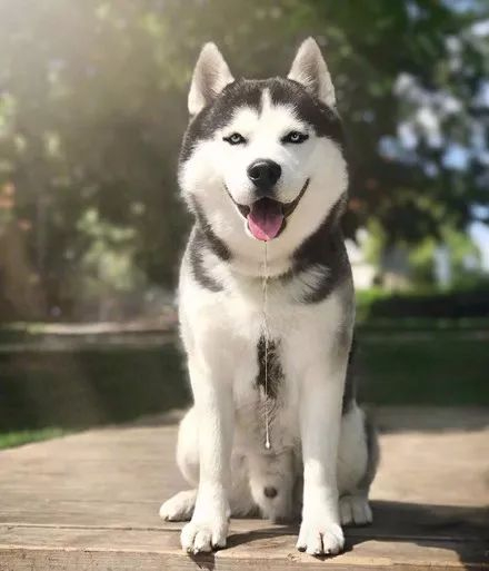 哈士奇_新浪新闻