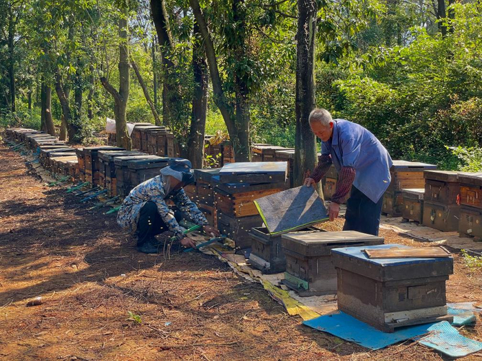 　　图为傅志明（右）和傅小林在整理蜂箱。新华社记者陈柱佐 摄