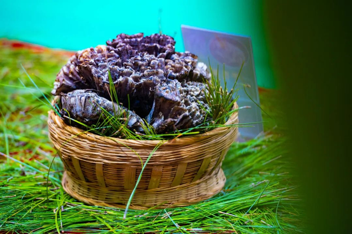 干巴菌 楚雄州委宣传部 供图