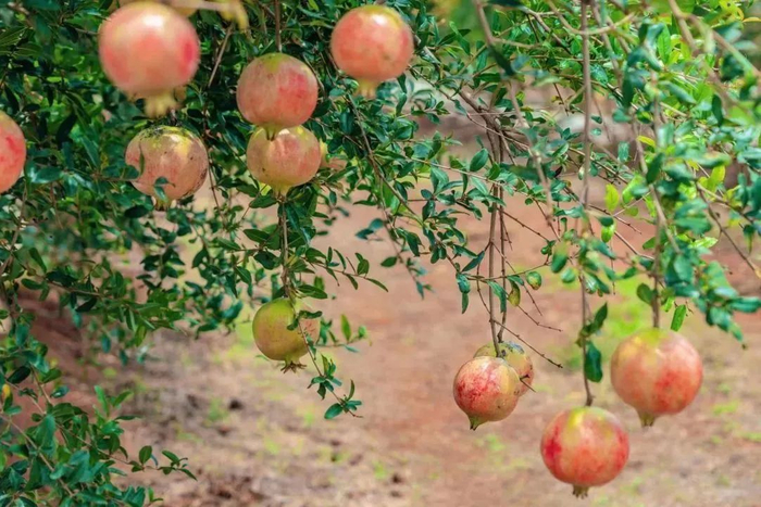 蒙自石榴 图源：“今日蒙自”微信公众号