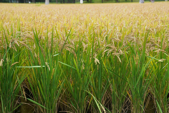 稻花香里说丰年:京西稻熟了!|京西|北坞|山公园_新浪新闻