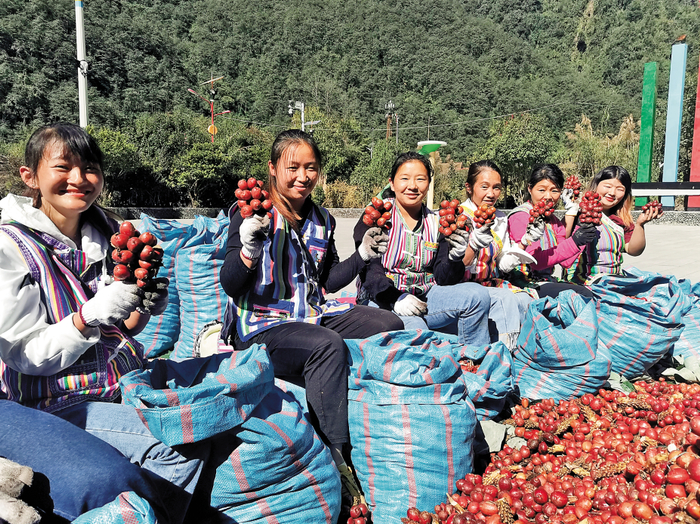 草果种植助农增收 李寿华 摄