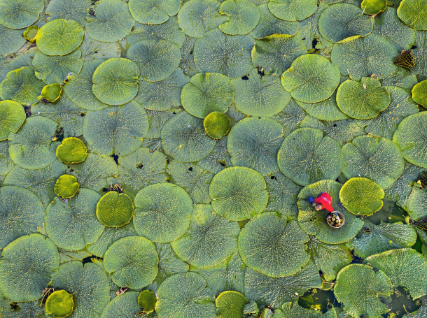 全国第一!苏州新添2项重要遗产:基塘农业,种"水八仙"__财经头条