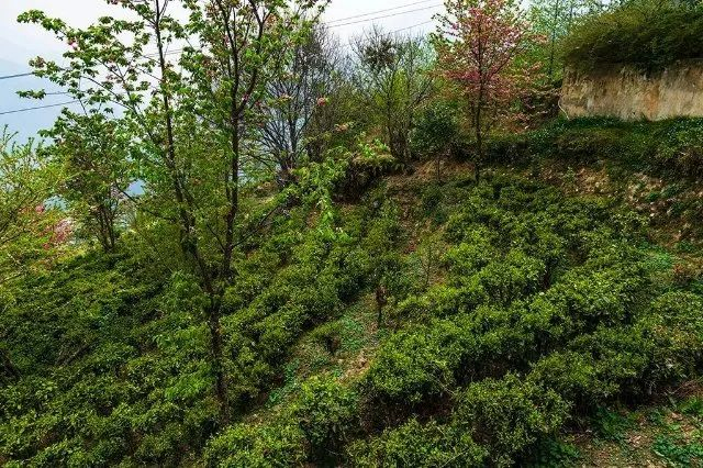 老姆登茶园 邓斌 摄