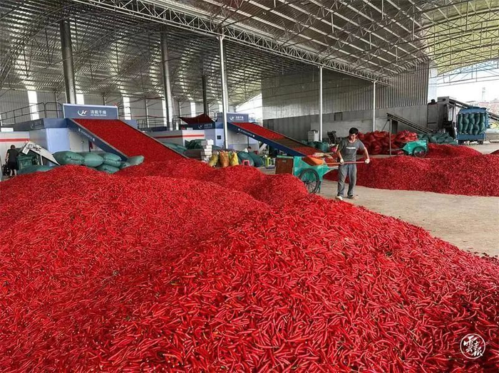 砚山县亚飞农副产品贸易有限公司干椒烘烤生产线 图源：云报客户端
