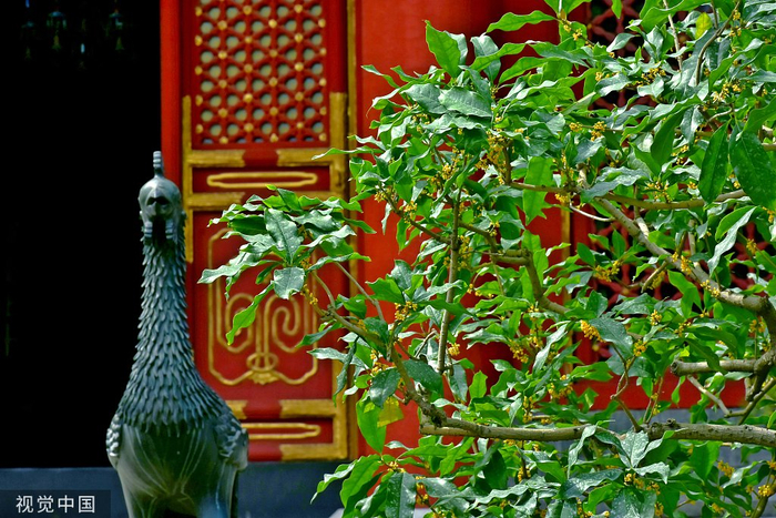 颐和园中的桂花