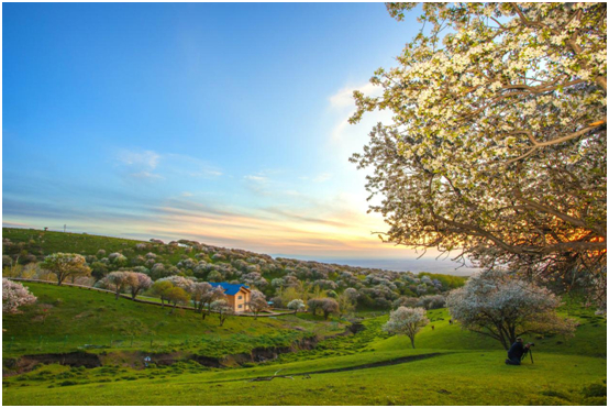 国家4A级景区--野果林（图片由额敏县旅游发展服务中心提供）