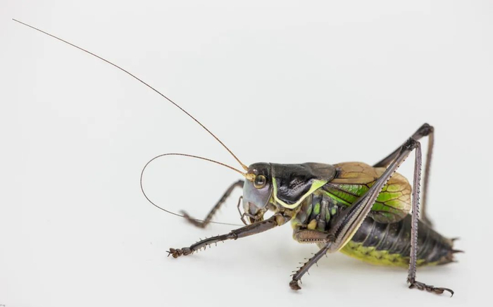 图源：鞍山老孙