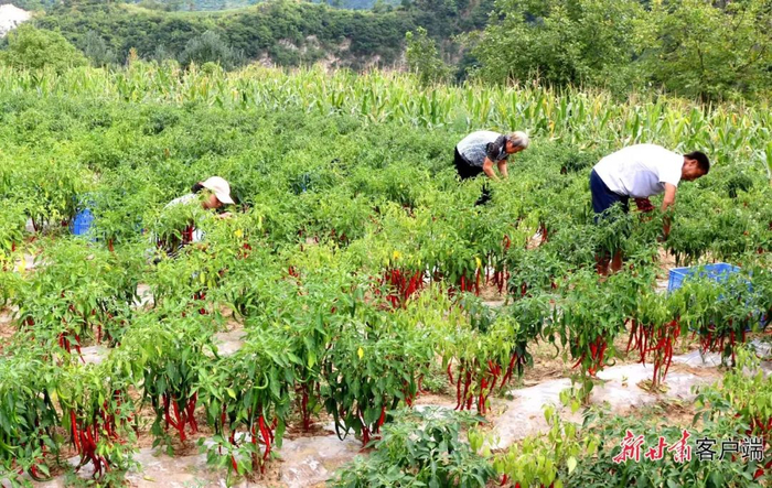 村民正在采收成熟的辣椒 。本文图片均由新甘肃·甘肃日报通讯员 贾鹏飞 摄
