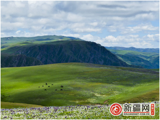 云山草原--孟布拉克（图片由额敏县旅游发展服务中心提供）