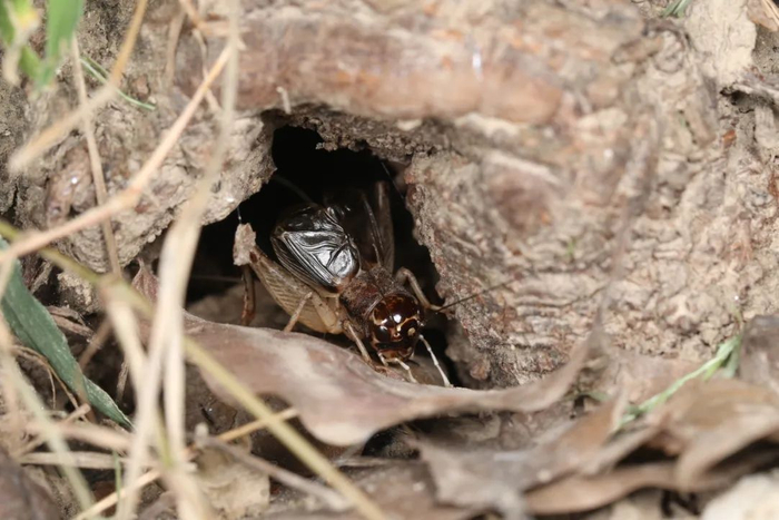 土洞里的迷卡斗蟋 图源：汤亮