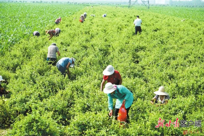种植示范基地的金银花喜获丰收。