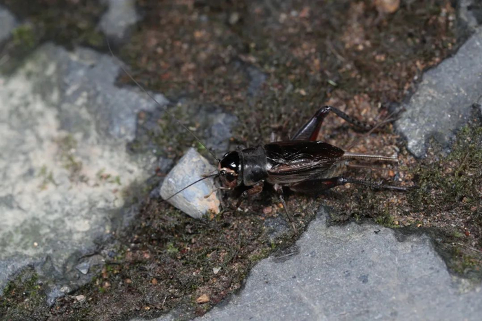 图源：大城小虫工作室