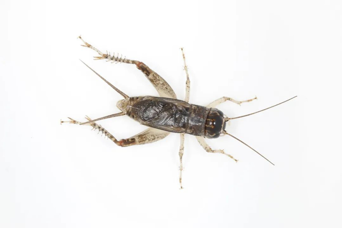 迷卡斗蟋（雄） 图源：大城小虫工作室