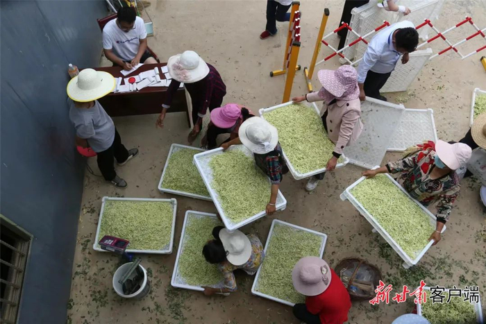 种植户在金银花收购点交花。（文中图片由宁县农业农村局提供 邵建设 摄）