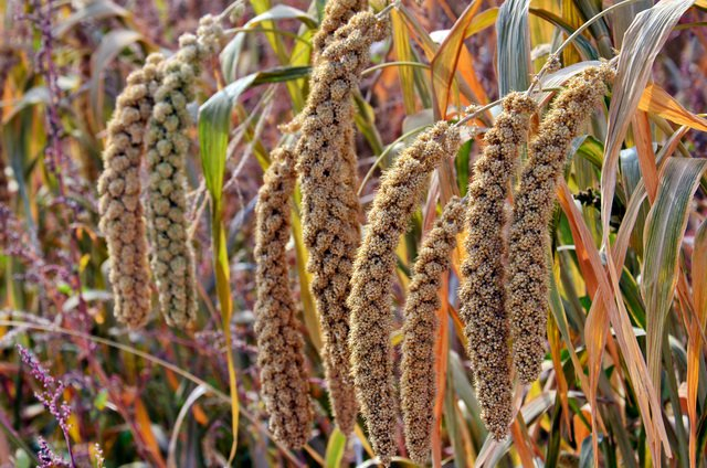 沙漠小米适合在阿拉善地区种植。摄影/章轲