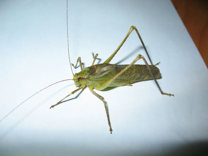 绿色型 图源：何祝清