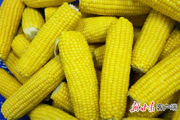 黄羊河玉米。新甘肃·甘肃日报通讯员 蔡廷伟 摄