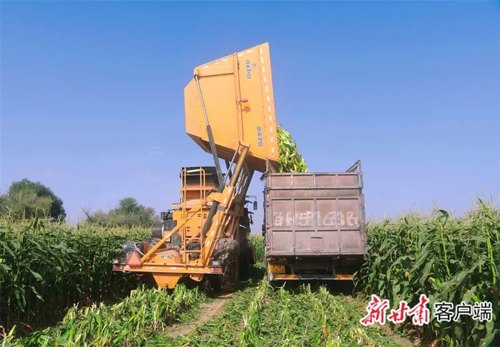 黄羊河农场玉米收获。新甘肃·甘肃日报通讯员 杨培儒 摄
