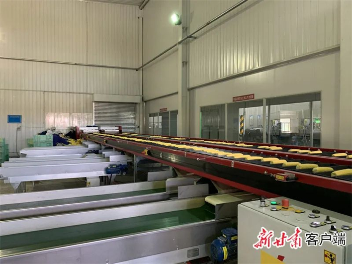 黄羊河玉米生产加工车间。新甘肃·甘肃日报通讯员 蔡廷伟 摄