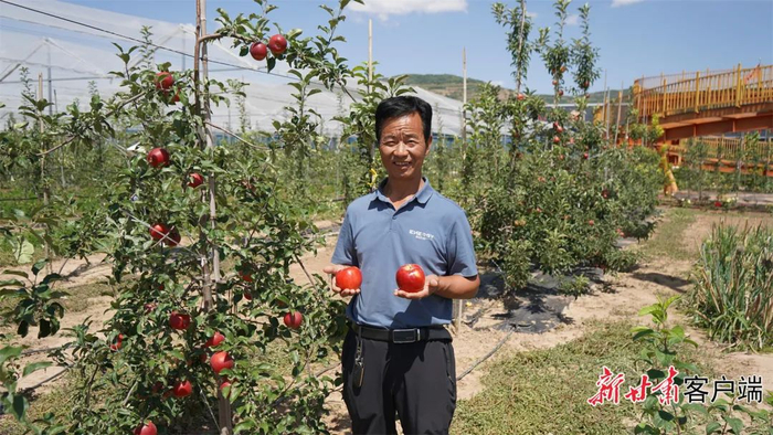 吴三强和他种植的早熟苹果。文中图片由新甘肃·甘肃日报通讯员 胡继万 摄