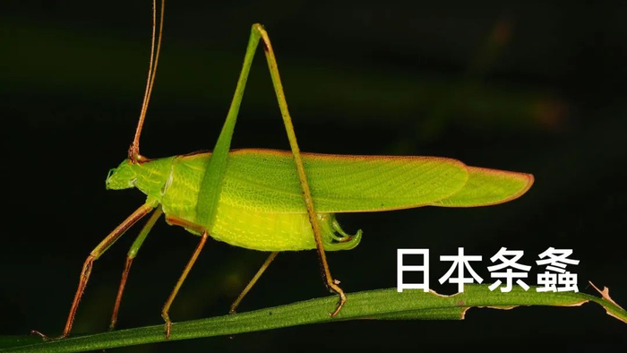 图源：上海昆虫家谱调查团Kurt